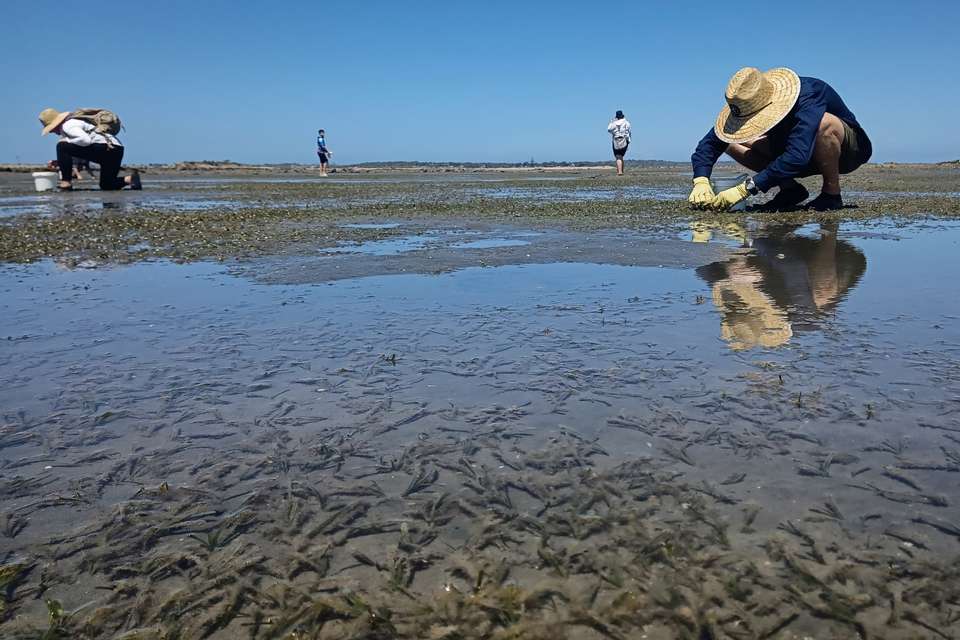 Volunteers searching for and collection seagrass flowers on a Gladstone beach