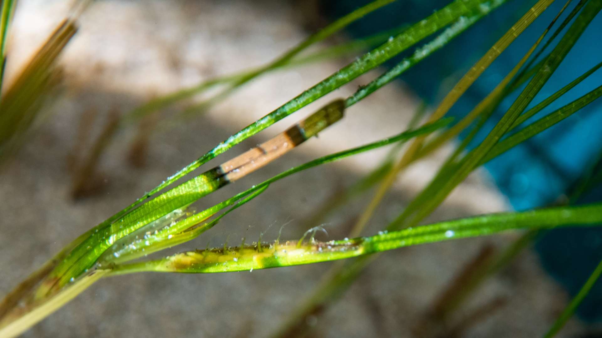 Microscope view of seagrass flowers