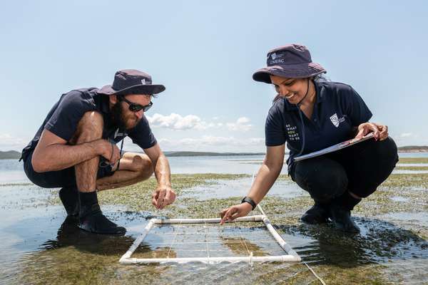 Two CQU research students collecting seagrass data in shallow water under a clear blue sky