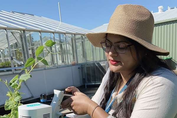 CQU research student Sobia working in their research garden with hand held machinery