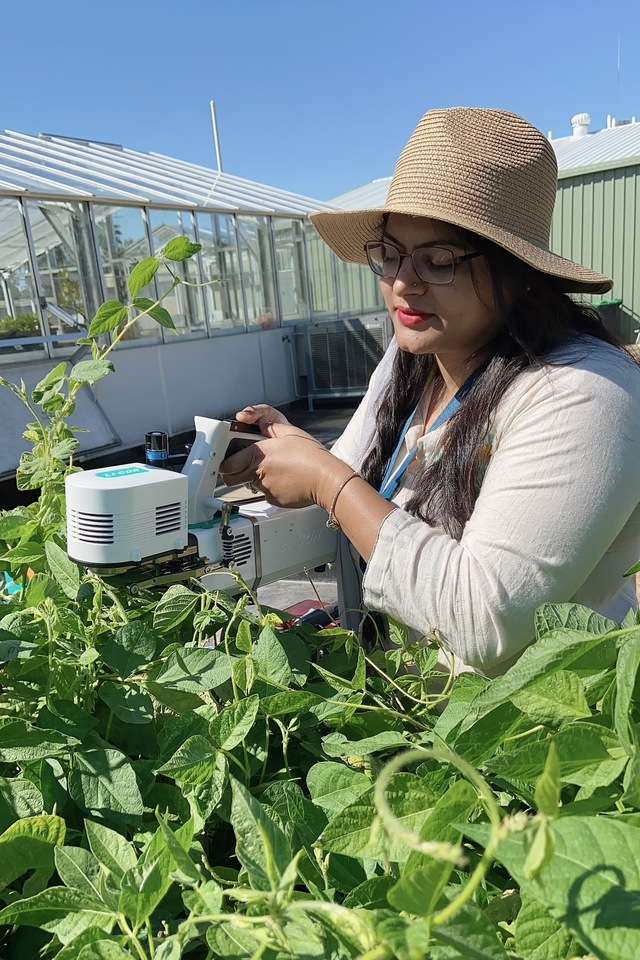 CQU research student Sobia working in their research garden with hand held machinery