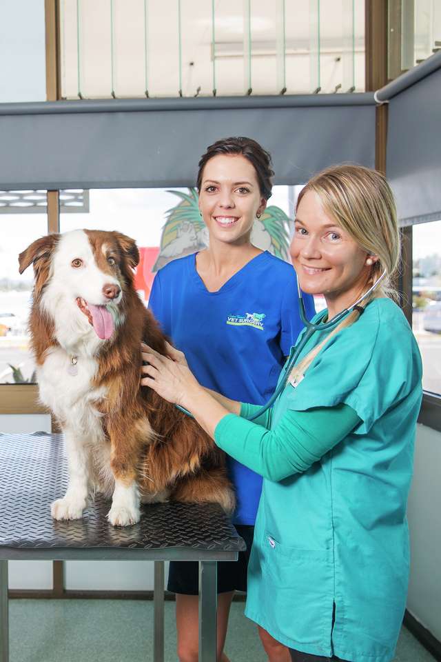 A CQU Animal Studies student pats a dog on top of a table in a veterinarian clinic consultation room. Both are smiling at the camera