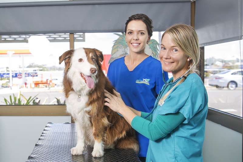 A CQU Animal Studies student pats a dog on top of a table in a veterinarian clinic consultation room. Both are smiling at the camera