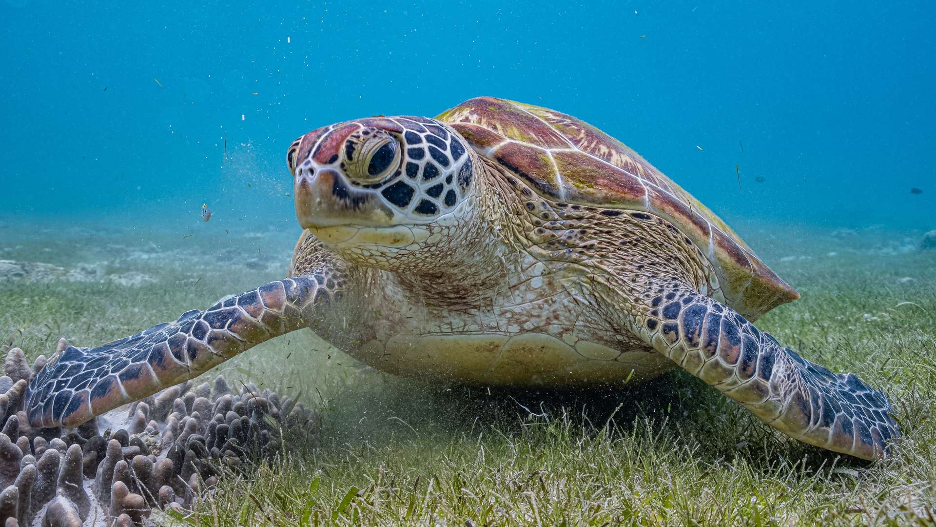 A large turtle swimming along the sea bed