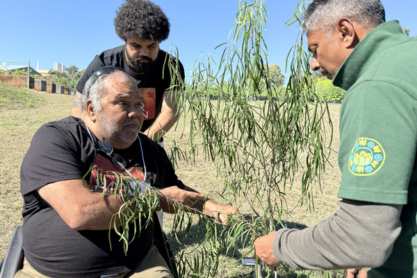 Uncle Steve Kemp, Murray Kemp, and Mani Naiker holding tree specimen